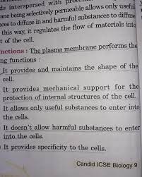 define the function of plasma membrane