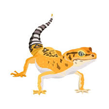 leopard gecko vector images over 200