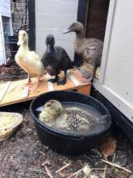 care for ducklings and goslings