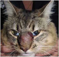 naso infection in a cat due to a