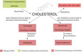 cholesterol is the key regulator of the