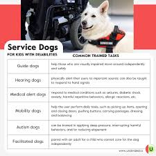 the amazing incredible service dog