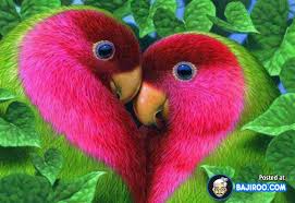 love parrot bird cute picture image