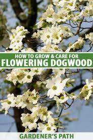 flowering dogwood trees