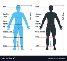male size chart anatomy human character
