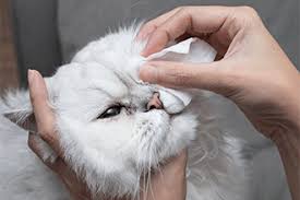eye discharge in cats all about vision