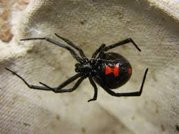 The colours of the black widow spider are usually brown,black,red and yellow. How To Diagnose Black Widow Bites