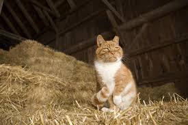 Click here to view cats in ohio for adoption. Adopt A Barn Cat Animal Care Sanctuary