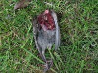 dead bird in garden cat or raptor