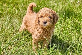 Mini Goldendoodle A Small And Mighty Teddy Bear Mix