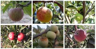 Heirloom Apples For The South Garden