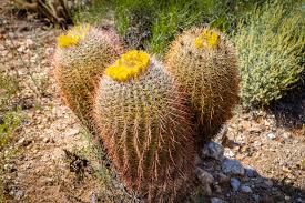 If you want a succulent shrub that can withstand full sun, plant tree aloe (aloe arborescens). California Barrel Cactus Information Tips For Growing A California Barrel Cactus