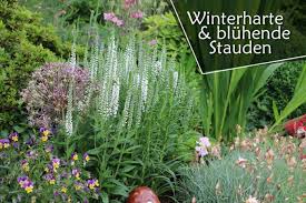 Winterharte pflanzen für sonnige bis schattige standorte. Winterharte Bluhende Stauden 75 Arten Nach Farbe Und Standort