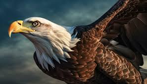 majestic bald eagle perching talons in