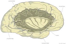position of the insular cortex the