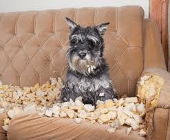 stop dog chewing furniture home remes