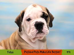 old english bulldog dog male red and