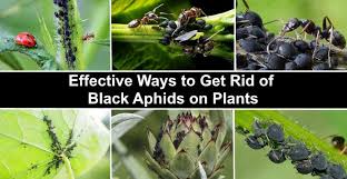 black aphids on plants effective ways