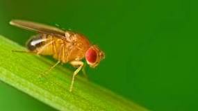 Why do I keep getting fruit flies in my bedroom?