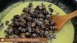 Masak siput sedut snail cooking. Masak Lemak Siput Sedut Youtube