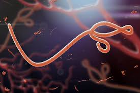 Ebola virus, formally called zaire ebolavirus, is a rare virus that infects humans and nonhuman the virus causes ebola virus disease (evd), a severe and sometimes fatal illness that can cause fever. The Next Pandemic Ebola Gavi The Vaccine Alliance