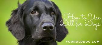 dill weed for dogs how it helps with