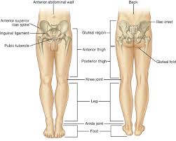 Furthermore, having strong lower body muscles is key to living independently into old age. Lower Limb Clinical Gate