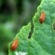 how to identify insect pests the home