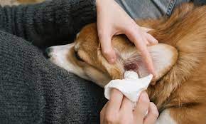 how to clean your dog s ears at home 8