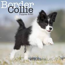 Find out about training, behavior, and care of borador dogs. Border Collie Puppies Mini Square Wall Calendar 2020 9781785808173 Amazon Com Books