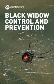 Female black widow spiders have a red hourglass shape on their backs. Black Widow Control And Prevention Earthkind