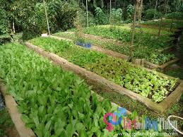 Organic Agriculture A Booming Business