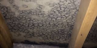 Black Mold Basement Mold Removal