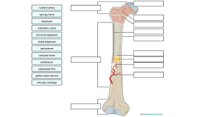 Primary features of a long bone. Label A Long Bone
