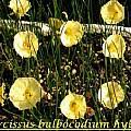 Narcissus Hybrids - Pacific Bulb Society