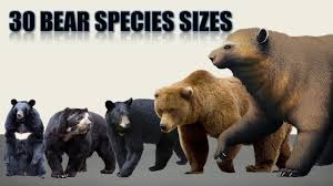 Bear Size Comparison Extinct And Living Species