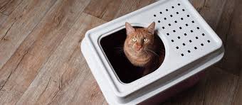 Looking for best automatic litter box & experts' reviews? The Best Self Cleaning Litter Boxes Review In 2021 My Pet Needs That