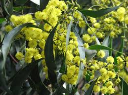 Magical, meaningful items you can't find anywhere else. Acacia Pycnantha Wikipedia