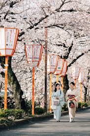 a cherry blossom guide to kyoto an