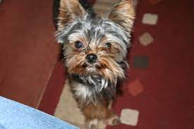 the yorkshire terrier and toy breed