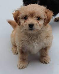 maltese shih tzu poodle puppies for