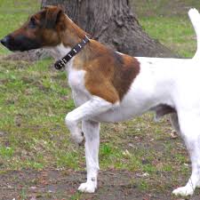 smooth fox terrier the energetic and