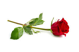 single red rose images browse 143 911