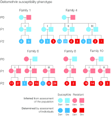 Pedigree Chart Of L Salmonis Crosses Families Were