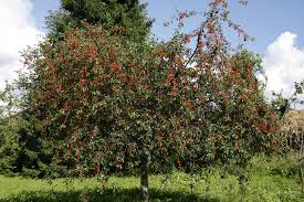 Luttez préventivement contre la moniliose étape 2 : Cerisier Planter Et Cultiver Ooreka