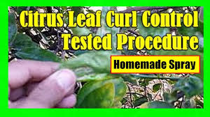 citrus leaf curl homemade oil spray
