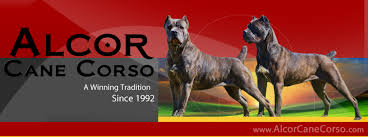 Petland dayton, ohio would love for you to check out our dog breed information and choose what breed is best for you and your family! Alcor Cane Corso Home Facebook