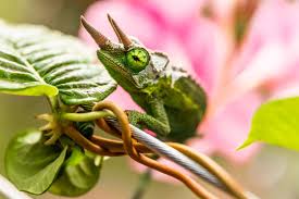 a guide to caring for pet chameleons