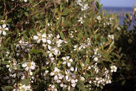 If you're looking for a tree or shrub that produces white flowers, check out one of these 11 lovely species. Australian Tea Tree Care How To Grow Australian Tea Trees