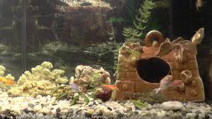 (вижте нашата статия за избор на аквариум) на първо място е важно да съобразите размера на аквариума с броя и. Akvarium S Ribki Zlatni Ribki Danio Somcheta Youtube